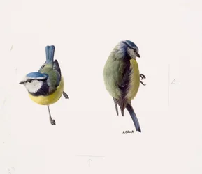 Two studies of a blue tit