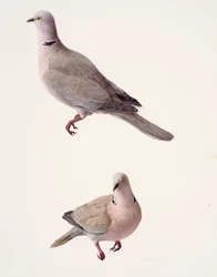 Two studies of a collared dove