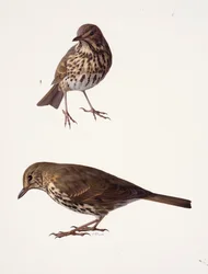 Two studies of a mistle thrush