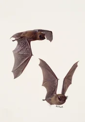 Two Studies of a Pipistrelle Bat