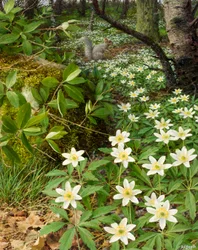 Wood anemones, late April