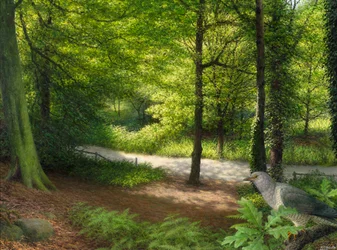 Woodland with Collared Dove