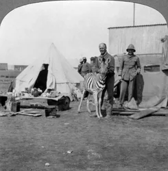 South African Gunners with Their Pet Zebra, East Africa, World War I