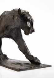 Panther walking, rear leg raised
