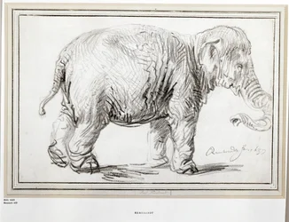 Elephant