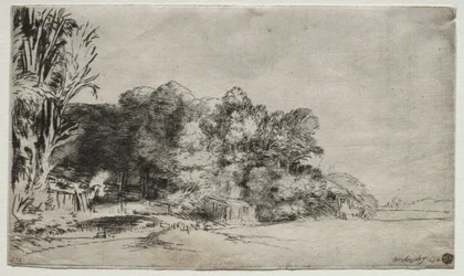 Clump of Trees with a Vista