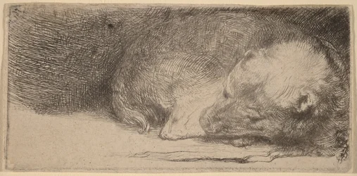Sleeping Puppy