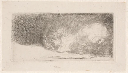 Sleeping Puppy