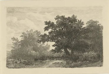Trees by a Pond
