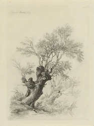 Willow Tree