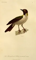Female of Lesser Bird-of-Paradise (Paradisaea minor), engraving from Histoire naturelle des oiseaux de paradis et des epimagues