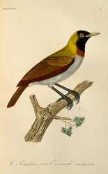 Juvenile male of Lesser Bird-of-Paradise (Paradisaea minor), engraving from Histoire naturelle des oiseaux de paradis et des epimagues