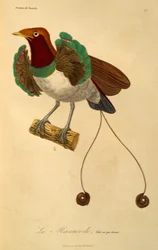 Male of King Bird-of-paradise (Cicinnurus regius), engraving from Histoire naturelle des oiseaux de paradis et des epimagues