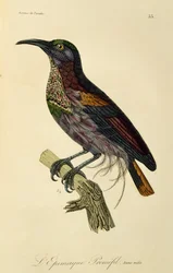 Paradise Riflebird young male (Ptiloris paradiseus)