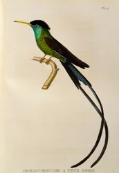 Red-billed Streamertail (Trochilus polytmus), engraving from Les trochilidées ou les colibris et les oiseaux-mouches