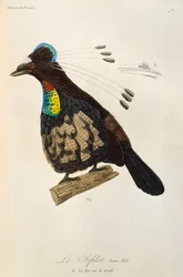 Young male of Western Parotia (Parotia sefilata), engraving from Histoire naturelle des oiseaux de paradis et des epimagues