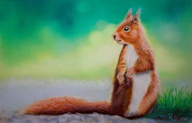 Squirrel