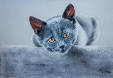 Gray Cat