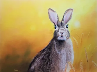 Little Hare