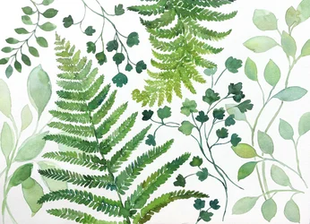 Fresh Fern Foliage