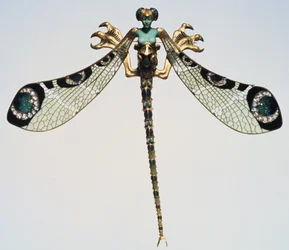 Pectoral