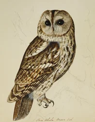 Brown Owl (Strix Ulula)