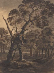 Forest Scene
