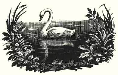 The Ugly Duckling