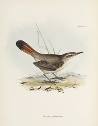 Band-tailed Earthcreeper, South America
