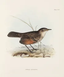 Flycatcher