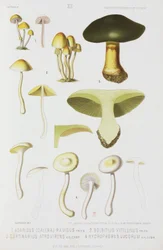 Four types of mushroom, c 1874
