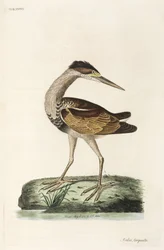 Heron