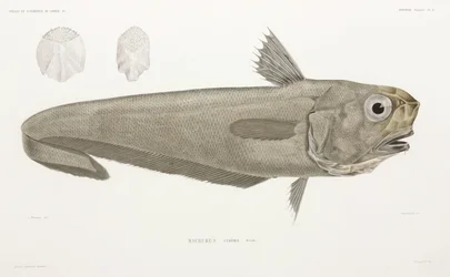 Knife Fish