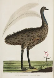 New Holland Cassowary, Australia, c 1788