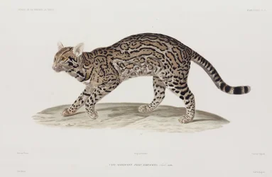 Ocelot, USA