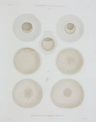 Rabbit Egg, c 1847-1859