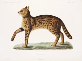 Serval, Algeria