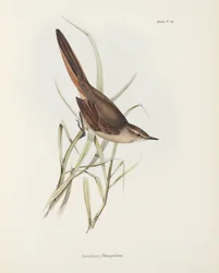 Spinetail, South America