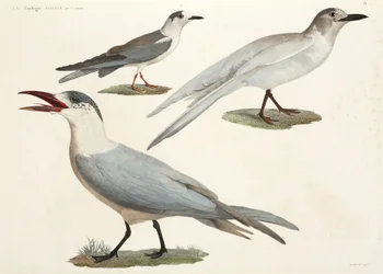 Terns and Gulls, Egypt