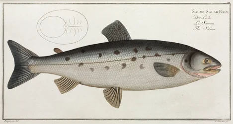 The Salmon