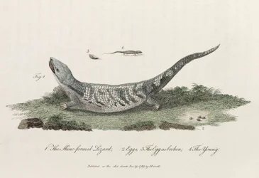 The Skink-formed Lizard