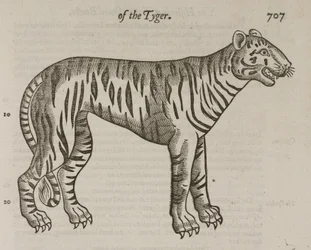 The Tiger