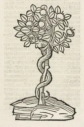 The Serpent in the Tree of Knowledge