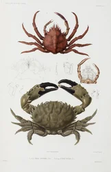 Two crabs