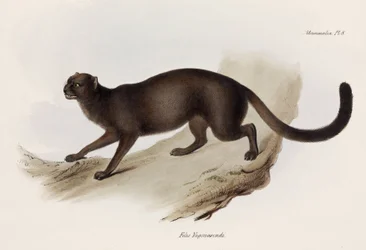 Weasel or otter cat, South America, c. 1832-1836