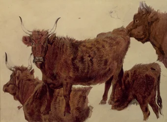 Studies of Highland Cattle