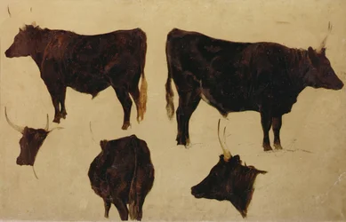 Studies of Long Horned Cattle