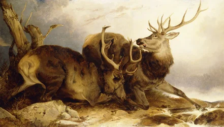 The Combat