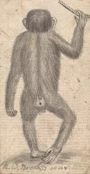 Monkeys (one of three on one mount)