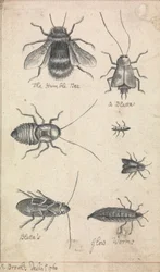 The Humble Bee and Insects